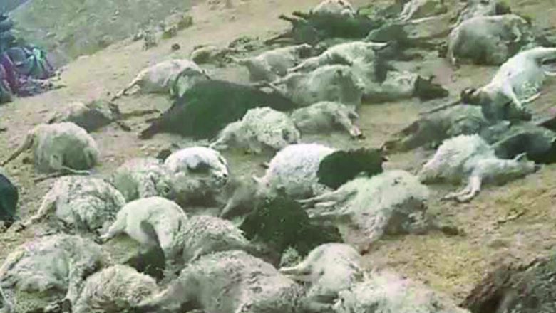 चट्याङबाट एकै गोठका ७२ भेडा मरे