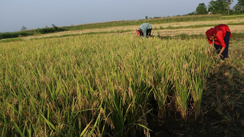 किसानलाई चैतेधान भित्र्याउने चटारो