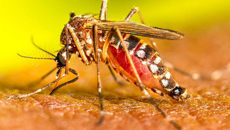      ७१ जिल्लामा फैलियो डेंगु