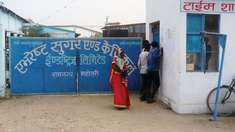 महोत्तरीका उखु किसानले पाए एक अर्ब ६१ करोड भुक्तानी