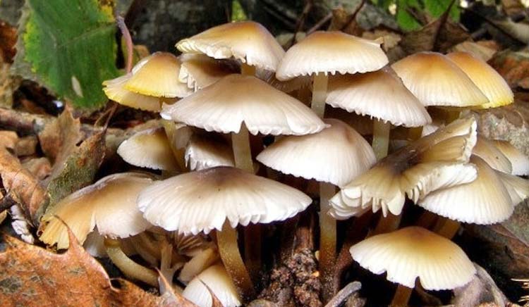 जंगली च्याउ खाँदा तनहुँमा ५ जना बिरामी