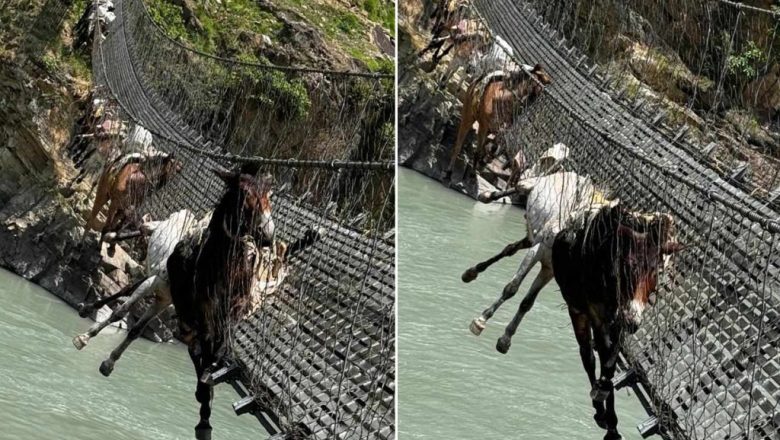 कर्णालीको झोलुंगे पुलको लट्ठा चुँडिदा १४ खच्चड अड्किए