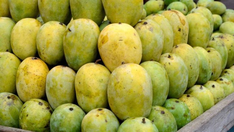 केमिकल हालेर पकाइएको आँप कसरी चिन्ने