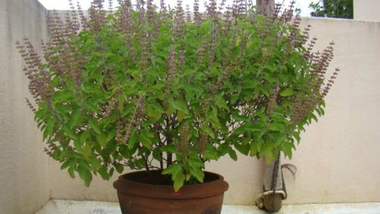 घर-घरमा तुलसीको बीउ राखेर आज निर्जला एकादशी मनाइयो