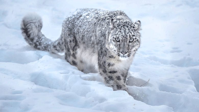 कञ्चनजङ्घा क्षेत्रमा हिउँचितुवाको आक्रमण बढ्दो