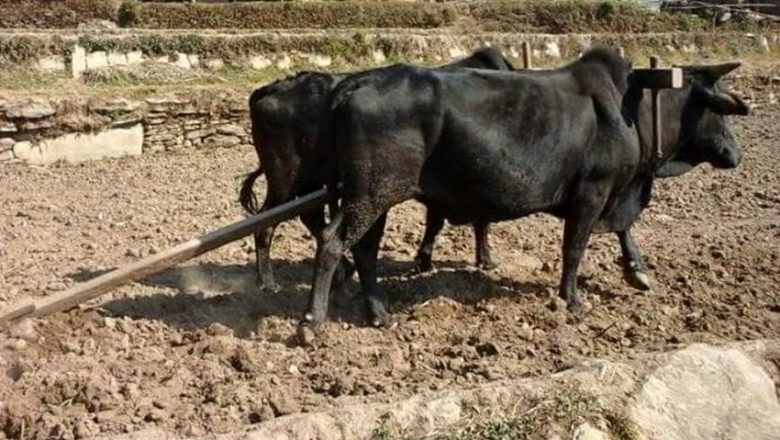 हल गोरु पाल्ने २७५ किसानले पाए अनुदान