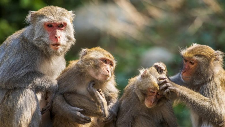 बाँदर नियन्त्रण गर्न ‘मङ्की पार्क’