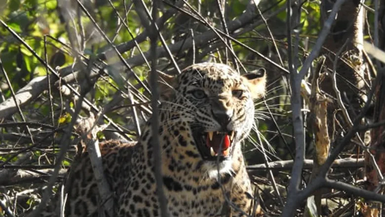 चितुवाको आक्रमणबाट बालकको मृत्यु