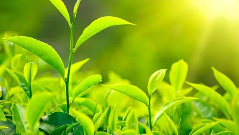 १५ अर्बको चिया, अलैँची र अदुवा निर्यात