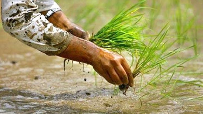 देशभर ६७.३ प्रतिशत रोपाइँ