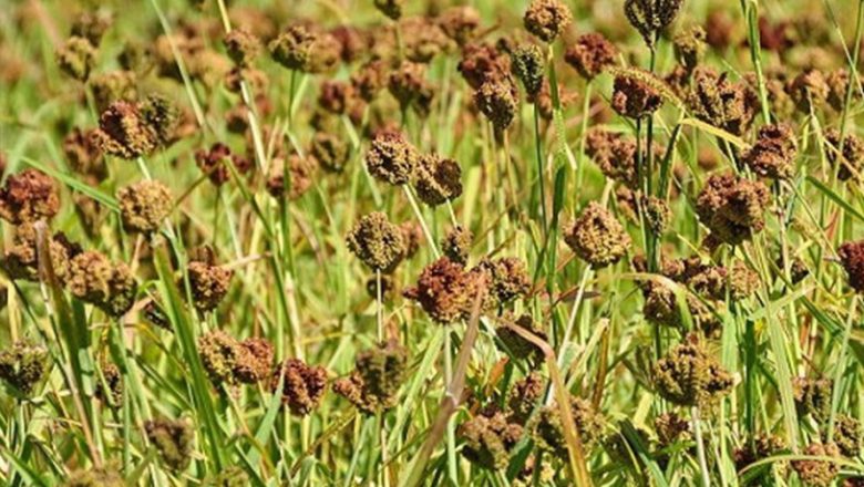 कोदोको उत्पादन घट्दै जाँदा आयात बढ्यो, पूर्वीनाकाबाट ८५ करोडको आयात