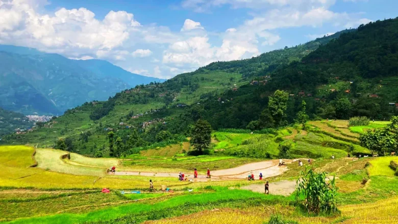 देशभर ९ लाख ५९ हजार हेक्टर क्षेत्रफलमा रोपाई सम्पन्न