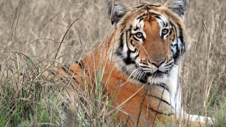 बाघको आक्रमणबाट तीन महिला घाइते