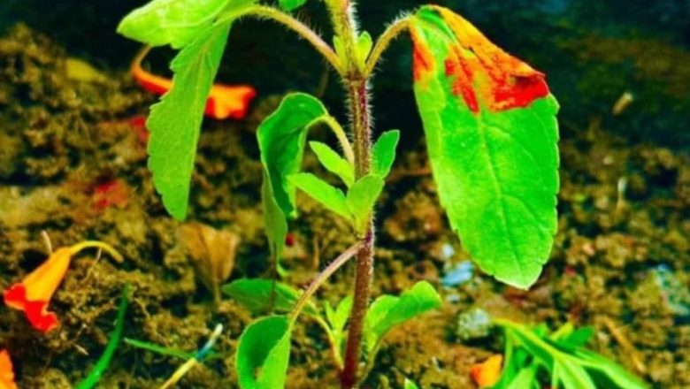 तुलसी रोपेर हरिशयनी एकादशी मनाइँदै,आजैबाट चतुर्मास ब्रत आरम्भ,महत्व र विशेषता के छ ?