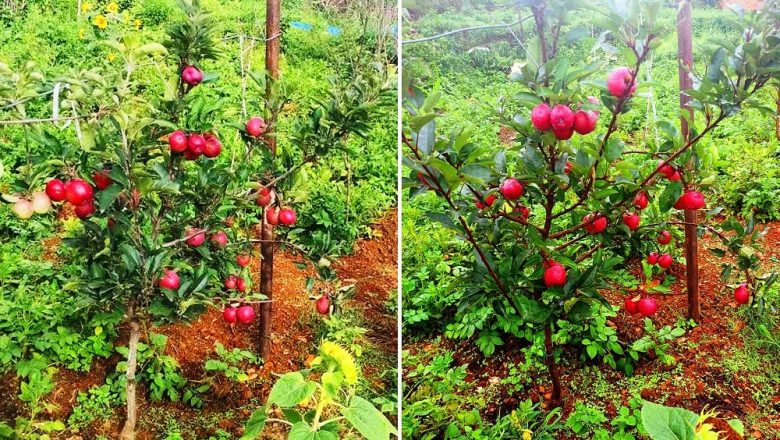 एकै वर्षमा स्याउ फलेपछि किसान उत्साहित