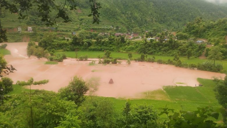 नुवाकोटमा बाढीले सयौँ रोपनी धानखेत बगरमा परिणत