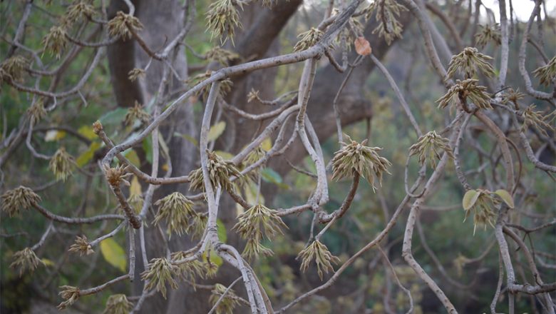 मौवा वृक्ष संरक्षणमा लुम्बिनी प्रदेश सरकारको चासो