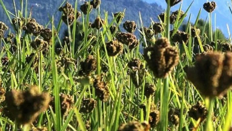 मुख्य बाली कोदोको उत्पादन घट्दै, माग बढ्दै