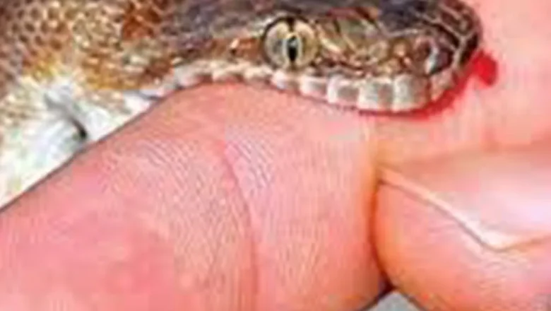 दाङमा सर्पले डस्दा बालिकाको मृत्यु, आमाको अवस्था गम्भीर