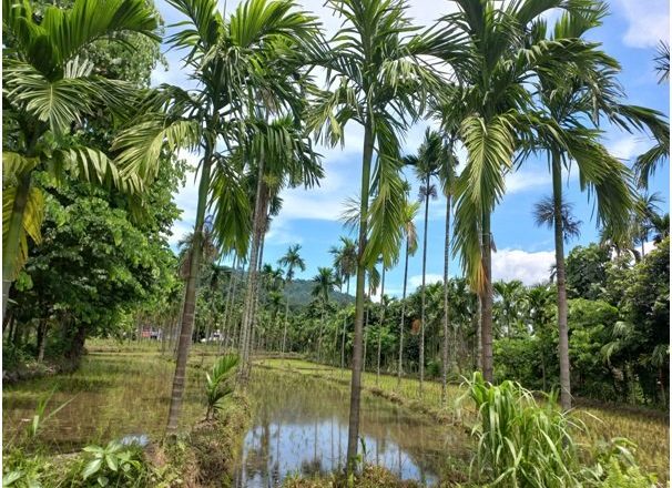 भरपर्दो आम्दानीको स्रोत बन्दै सुपारीखेती