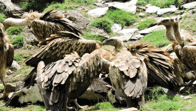 अन्तर्राष्ट्रिय गिद्ध सचेतना दिवसस् ‘गिद्धका सङ्ख्यामा कमी आउँदा हैजाका बिरामी बढे’