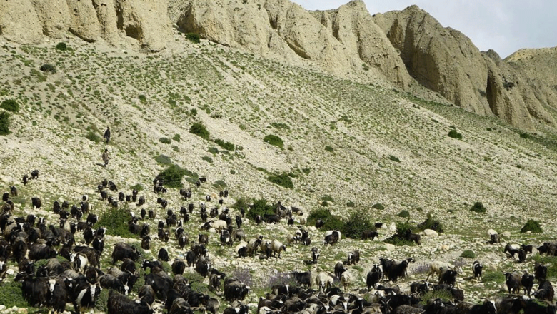 बुकीमा चरेका च्याङ्ग्राको माग उच्च