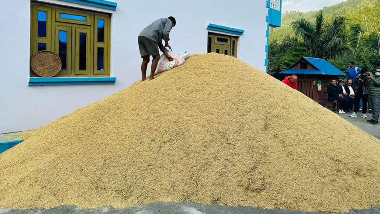 एउटै व्यक्तिले फलाए चार सय मुरी धान