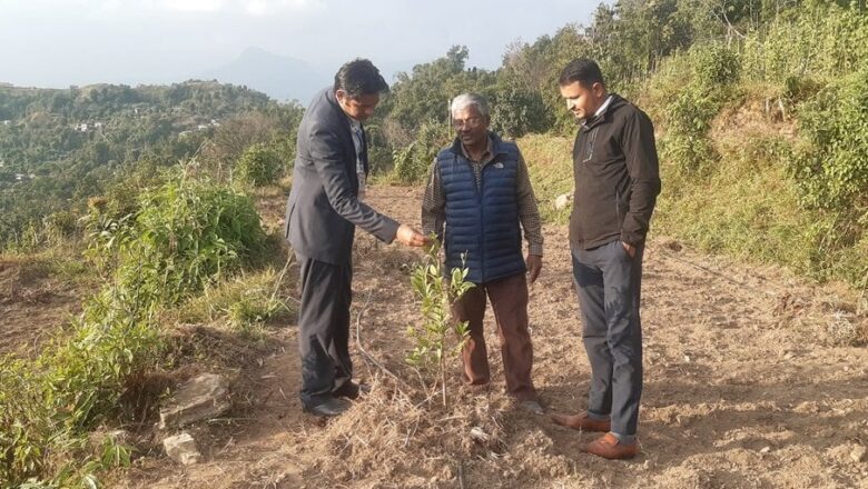 पोखराको बाँझो जग्गामा कागतीखेती