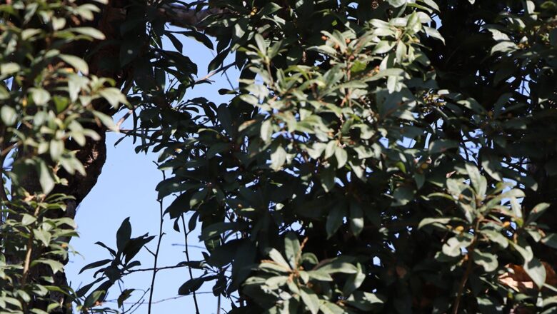 पुसमै पाक्यो ‘चैते काफल’, जलवायु परिवर्तनको असर