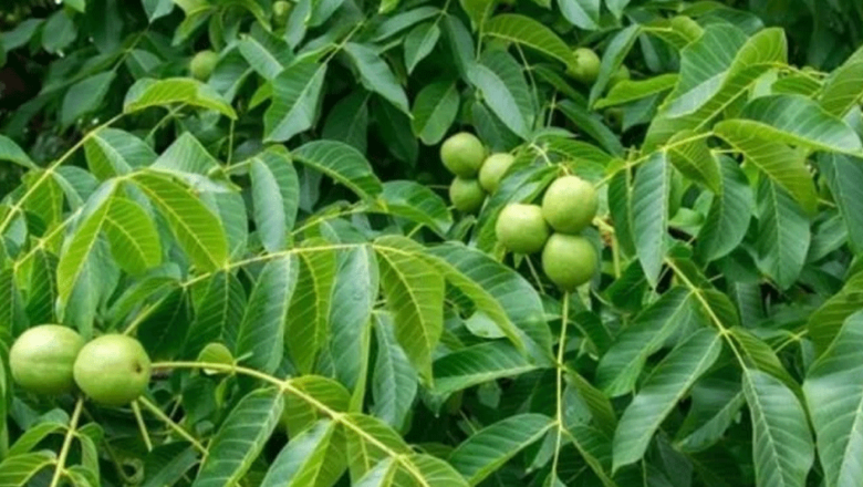 बागलुङको तित्याङमा ओखर खेती विस्तार