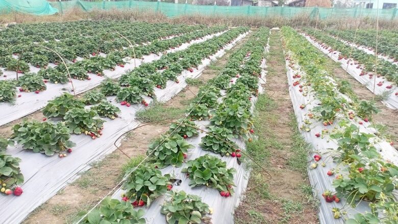 स्ट्रबेरीखेतीबाट वार्षिक रु छ लाख बचत