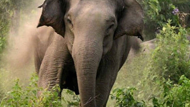 जंगली हात्तीको आक्रमणबाट एक जनाको मृत्यु