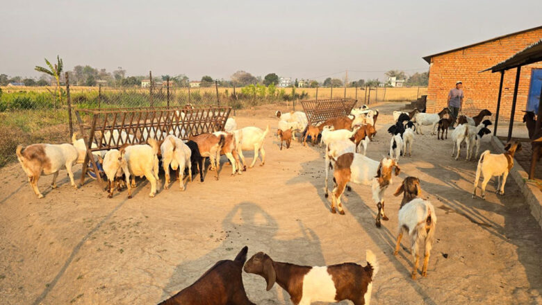 विदेशबाट फर्किएका युवा बाख्रा पालन व्यवसायमा संलग्न