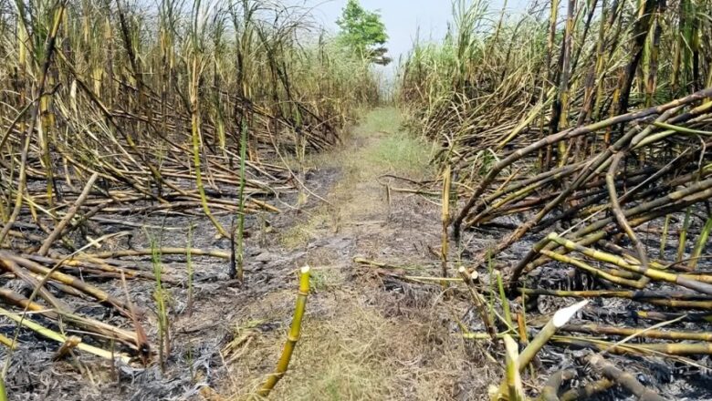 आगलागीबाट सर्लाहीमा उखु खेती नष्ट