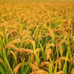 सरकारले तोक्यो गहुँ र चैते धानको न्यूनतम समर्थन मूल्य