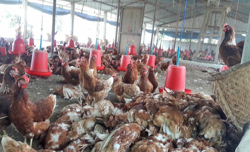 बर्डफ्लु पुष्टि भएपछि ३८ हजार कुखुरा नष्ट